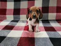 Bandit, a male Miniature Dachshund for sale in Deltona, FL – Photo 1 of 3