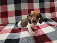 Bandit, a male Miniature Dachshund for sale in Deltona, FL – Photo 3 of 3