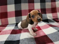 Bandit, a male Miniature Dachshund for sale in Deltona, FL – Photo 2 of 3