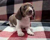 Muffin, a female Miniature Dachshund for sale in Deltona, FL – 4 of 6
