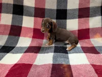 Mittens, a female Miniature Dachshund for sale in Deltona, FL – 5 of 7