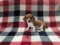Cinnabun , a female Miniature Dachshund for sale in Deltona, FL – 4 of 6