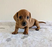 Big Red, a male Miniature Dachshund for sale in Deltona, FL – Photo 2 of 10