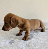 Big Red, a male Miniature Dachshund for sale in Deltona, FL – Photo 6 of 10