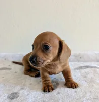 Big Red, a male Miniature Dachshund for sale in Deltona, FL – Photo 7 of 10