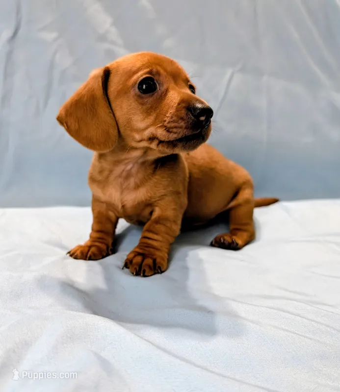 Big Red – Miniature Dachshund puppy for sale in Deltona, FL