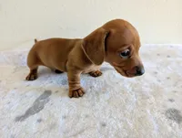 Big Red, a male Miniature Dachshund for sale in Deltona, FL – Photo 10 of 10