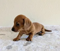 Big Red, a male Miniature Dachshund for sale in Deltona, FL – Photo 9 of 10