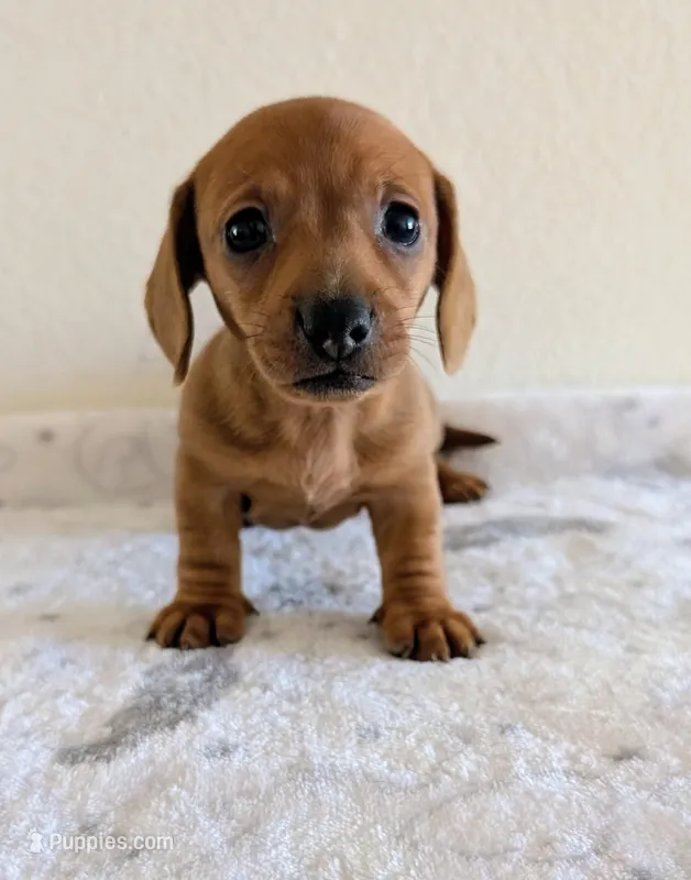 Big Red – Miniature Dachshund puppy for sale in Deltona, FL
