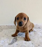 Big Red, a male Miniature Dachshund for sale in Deltona, FL – Photo 5 of 10
