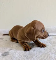 Big Red, a male Miniature Dachshund for sale in Deltona, FL – Photo 4 of 10