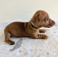 Big Red, a male Miniature Dachshund for sale in Deltona, FL – Photo 8 of 10