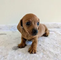 Big Red, a male Miniature Dachshund for sale in Deltona, FL – Photo 3 of 10