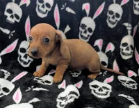Maya, a female Miniature Dachshund for sale in Deltona, FL – 2 of 4