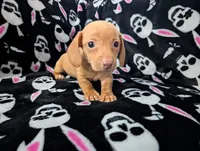 Jimmy, a male Miniature Dachshund for sale in Deltona, FL – 6 of 6