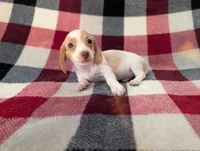 Chloe, a female Miniature Dachshund for sale in Deltona, FL – 2 of 5