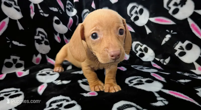Jerry – Miniature Dachshund puppy for sale in Deltona, FL