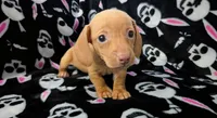 Jerry, a male Miniature Dachshund for sale in Deltona, FL – 1 of 6