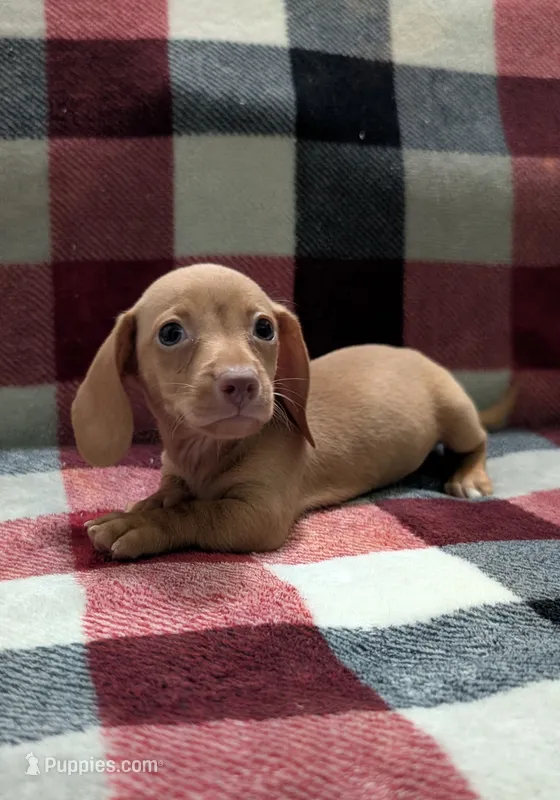 Jimmy – Miniature Dachshund puppy for sale in Deltona, FL