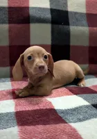Jimmy, a male Miniature Dachshund for sale in Deltona, FL – 1 of 6