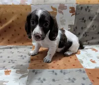 Ozzy, a male Miniature Dachshund for sale in Deltona, FL – 8 of 9