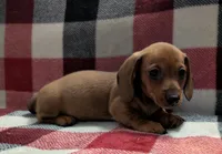 Grizzly, a male Miniature Dachshund for sale in Deltona, FL – 3 of 7