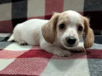 Luna, a female Miniature Dachshund for sale in Deltona, FL – 9 of 9
