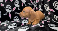 Eddie, a male Miniature Dachshund for sale in Deltona, FL – 3 of 6