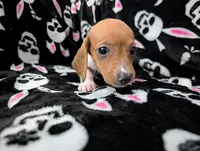 Keke, a female Miniature Dachshund for sale in Deltona, FL – 2 of 9