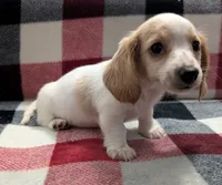 Luna, a female Miniature Dachshund for sale in Deltona, FL – 7 of 9