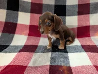 Mittens, a female Miniature Dachshund for sale in Deltona, FL – 2 of 7