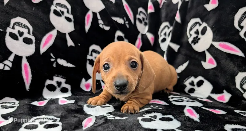 Eddie – Miniature Dachshund puppy for sale in Deltona, FL