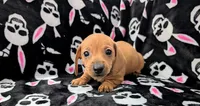 Eddie, a male Miniature Dachshund for sale in Deltona, FL – 1 of 6