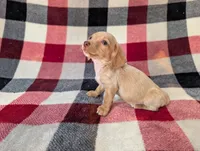 Stuart , a male Miniature Dachshund for sale in Deltona, FL – 2 of 4