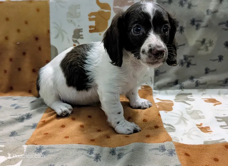 Ozzy – Miniature Dachshund puppy for sale in Deltona, FL