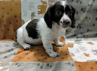 Ozzy, a male Miniature Dachshund for sale in Deltona, FL – 1 of 9