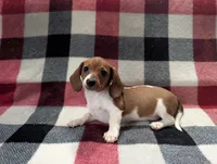Cinnabun , a female Miniature Dachshund for sale in Deltona, FL – 3 of 6
