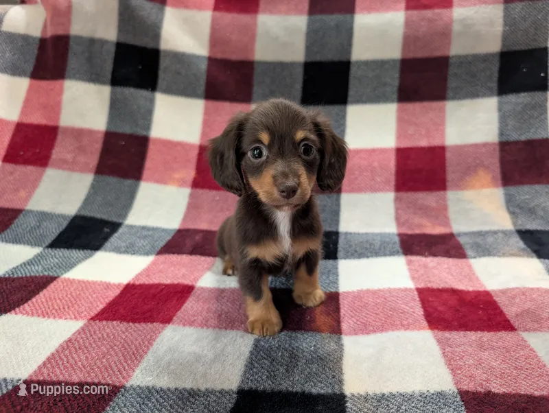 Zoey – Miniature Dachshund puppy for sale in Deltona, FL