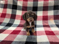 Zoey, a female Miniature Dachshund for sale in Deltona, FL – 1 of 7