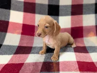 Bob, a female Miniature Dachshund for sale in Deltona, FL – 2 of 6