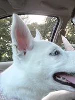 Iceland, a female Siberian Husky for sale in Greensboro, NC – 6 of 8