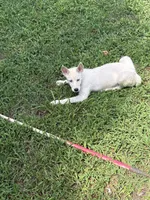 Iceland, a female Siberian Husky for sale in Greensboro, NC – 7 of 8