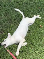Iceland, a female Siberian Husky for sale in Greensboro, NC – 4 of 8