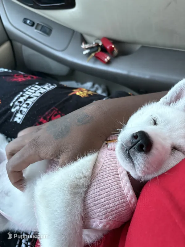 Iceland – Siberian Husky puppy for sale in Greensboro, NC