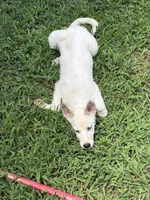 Iceland, a female Siberian Husky for sale in Greensboro, NC – 3 of 8