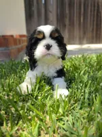 Cocker Spaniel Puppy, a male Cocker Spaniel for sale in Pasadena, CA – Photo 3 of 6