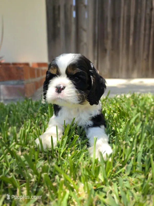 Cocker Spaniel Puppy – Cocker Spaniel puppy for sale in Pasadena, CA