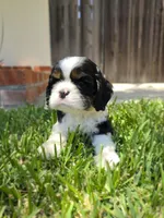 Cocker Spaniel Puppy, a male Cocker Spaniel for sale in Pasadena, CA – Photo 1 of 6