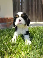 Cocker Spaniel Puppy, a male Cocker Spaniel for sale in Pasadena, CA – Photo 2 of 6