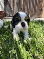 Cocker Spaniel Puppy, a male Cocker Spaniel for sale in Pasadena, CA – Photo 6 of 6